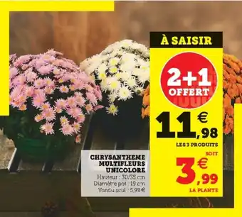 Super U Chrysantheme multifleurs unicolore offre