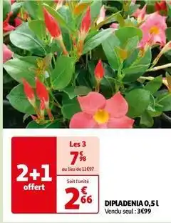Auchan Supermarché Dipladenia offre