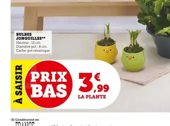 Super U BULBES JONQUILLES offre