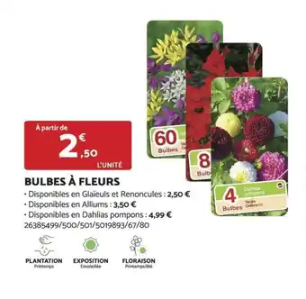 Bricomarché BULBES À FLEURS offre