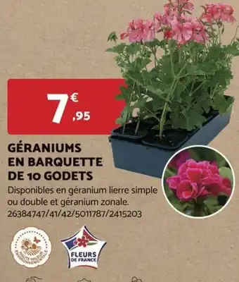 GÉRANIUMS EN BARQUETTE DE 10 GODETS