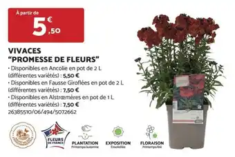 Bricomarché VIVACES "PROMESSE DE FLEURS" offre