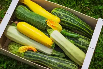 Gamm vert Trio de courgettes offre