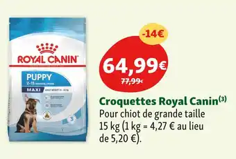 Maxi Zoo Royal Canin Croquettes offre