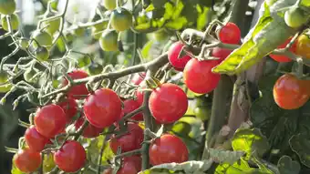 Tomate cerise Crokini F1