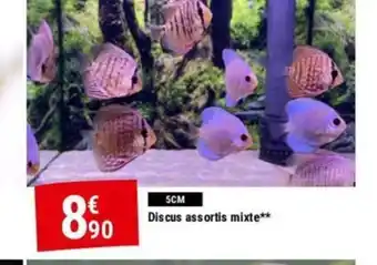 Gamm vert 5CM Discus assortis mixte offre