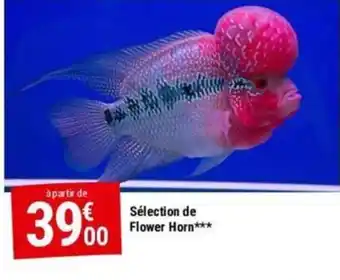 Gamm vert Sélection de Flower Horn offre