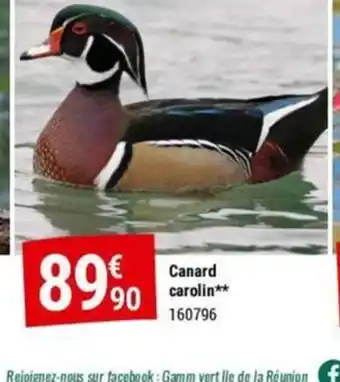 Gamm vert Canard carolin offre