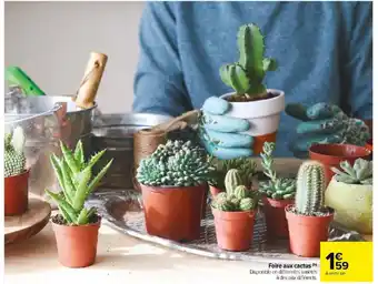 Carrefour Market Foire aux cactus (h) offre