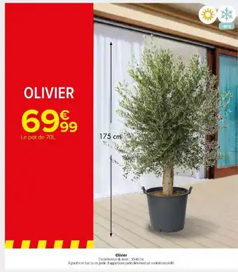 Carrefour Market Olivier Circonférence du tronc: 30/40 cm. offre