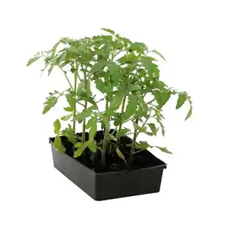 Plants De Tomates