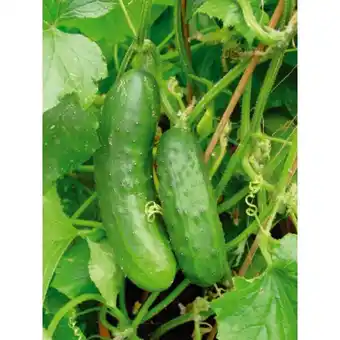 Auchan Plants De Legumes offre