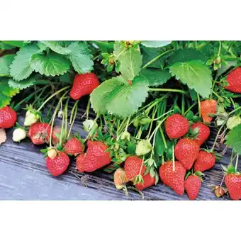 Auchan Fraisiers offre