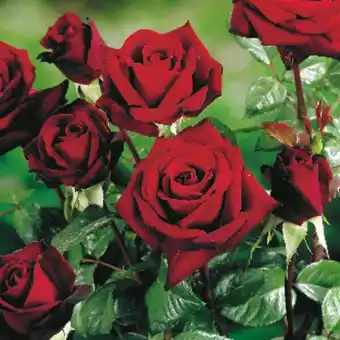 Auchan Rosier Grandes Fleurs Ou Polyanthas offre