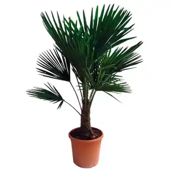 Auchan Chamaerops Excelsa offre