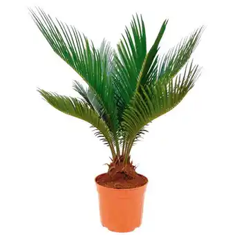 Auchan Cycas Revoluta offre