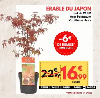 ERABLE DU JAPON