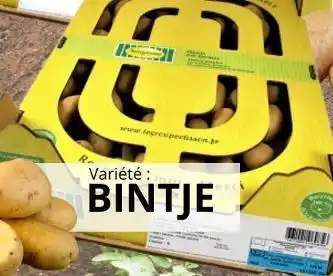 PLANTS DE POMME DE TERRE