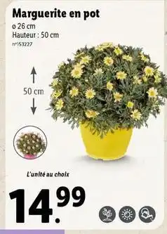 Lidl Marguerite en pot offre
