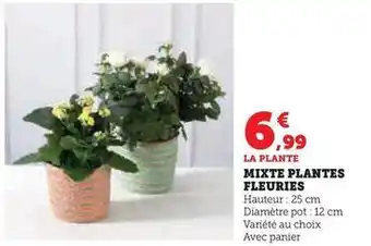 Hyper U Mixte plantes fleuries offre