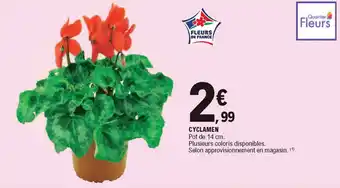Cyclamen