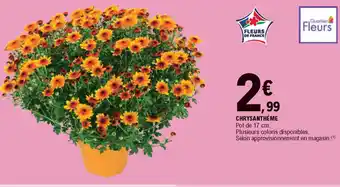Chrysanthème