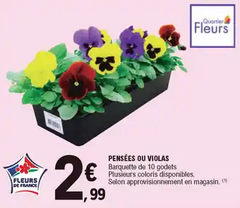 Pensées Ou Violas