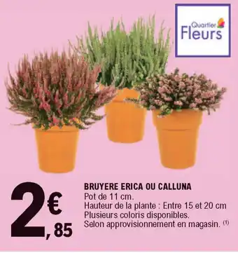 E.Leclerc Bruyere Erica Ou Calluna offre
