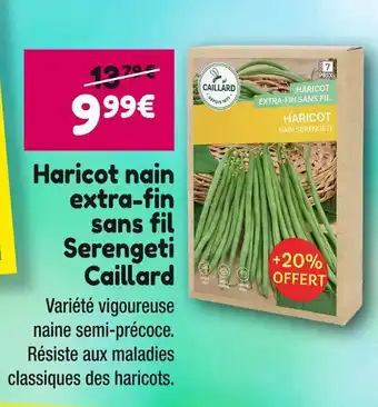 Point Vert Caillard Haricot nain extra-fin sans fil Serengeti offre