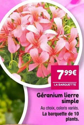 Point Vert Géranium lierre simple offre