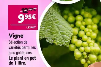 Point Vert Vigne offre