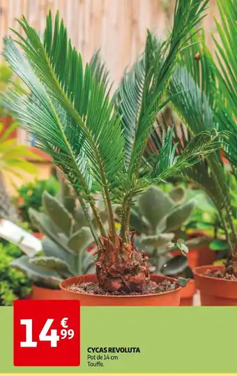 CYCAS REVOLUTA