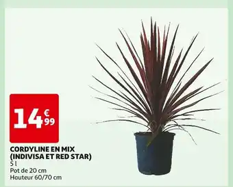 Auchan Supermarché CORDYLINE EN MIX (INDIVISA ET RED STAR) offre