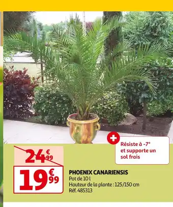 Auchan PHOENIX CANARIENSIS offre
