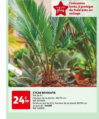 Auchan CYCAS REVOLUTA offre