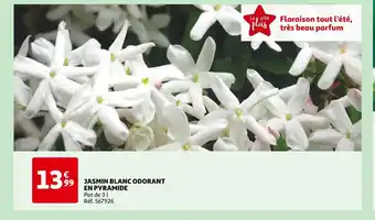 Auchan JASMIN BLANC ODORANT EN PYRAMIDE offre