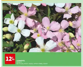 Auchan CLEMATITE offre