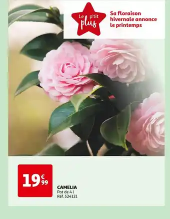 Auchan CAMELIA offre