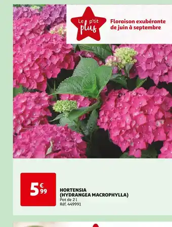 Auchan HORTENSIA (HYDRANGEA MACROPHYLLA) offre