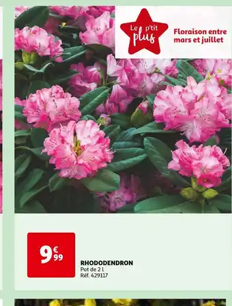 RHODODENDRON