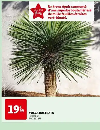 YUCCA ROSTRATA