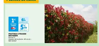 Auchan PHOTINIA X FRASERI RED ROBIN offre