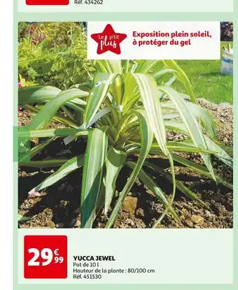 YUCCA JEWEL