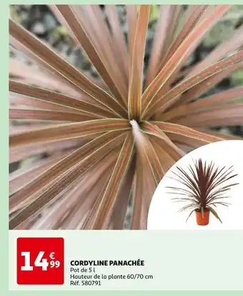 Auchan CORDYLINE PANACHÉE offre