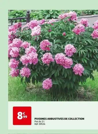 Auchan PIVOINES ARBUSTIVES DE COLLECTION offre
