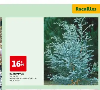 Auchan EUCALYPTUS offre