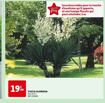 Auchan YUCCA GLORIOSA offre