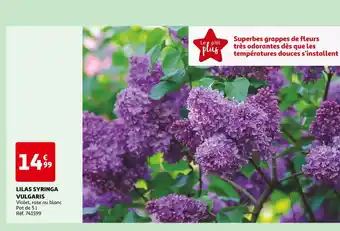 LILAS SYRINGA VULGARIS