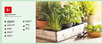 Auchan PLANTES AROMATIQUES offre