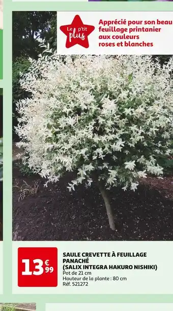 Auchan SAULE CREVETTE À FEUILLAGE PANACHÉ (SALIX INTEGRA HAKURO NISHIKI) offre